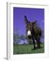 Donkey-Lynn M^ Stone-Framed Premium Photographic Print