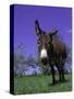 Donkey-Lynn M^ Stone-Stretched Canvas