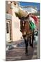 Donkey-Okssi-Mounted Photographic Print