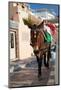 Donkey-Okssi-Mounted Photographic Print