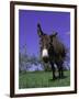 Donkey-Lynn M^ Stone-Framed Photographic Print