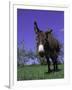 Donkey-Lynn M^ Stone-Framed Photographic Print