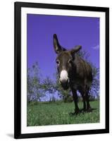 Donkey-Lynn M^ Stone-Framed Photographic Print