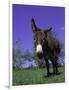 Donkey-Lynn M^ Stone-Framed Photographic Print