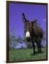 Donkey-Lynn M^ Stone-Framed Photographic Print