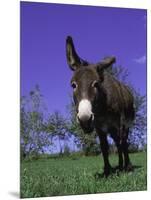 Donkey-Lynn M^ Stone-Mounted Photographic Print
