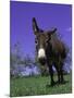 Donkey-Lynn M^ Stone-Mounted Photographic Print