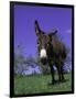 Donkey-Lynn M^ Stone-Framed Photographic Print