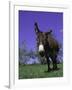 Donkey-Lynn M^ Stone-Framed Photographic Print
