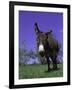 Donkey-Lynn M^ Stone-Framed Photographic Print