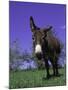 Donkey-Lynn M^ Stone-Mounted Photographic Print