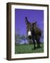 Donkey-Lynn M^ Stone-Framed Photographic Print