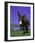 Donkey-Lynn M^ Stone-Framed Photographic Print