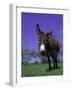 Donkey-Lynn M^ Stone-Framed Photographic Print