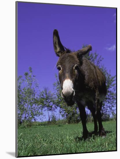 Donkey-Lynn M^ Stone-Mounted Photographic Print