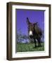 Donkey-Lynn M^ Stone-Framed Photographic Print