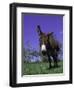 Donkey-Lynn M^ Stone-Framed Photographic Print