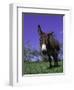 Donkey-Lynn M^ Stone-Framed Photographic Print