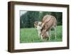 Donkey-null-Framed Photographic Print