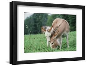 Donkey-null-Framed Photographic Print