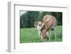 Donkey-null-Framed Photographic Print