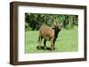 Donkey-null-Framed Photographic Print