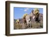 Donkey-null-Framed Photographic Print