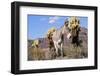 Donkey-null-Framed Photographic Print