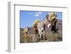 Donkey-null-Framed Photographic Print