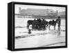Donkeys in Sea-null-Framed Stretched Canvas