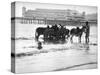 Donkeys in Sea-null-Stretched Canvas