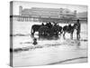Donkeys in Sea-null-Stretched Canvas