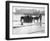 Donkeys in Sea-null-Framed Photographic Print