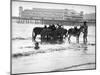 Donkeys in Sea-null-Mounted Photographic Print