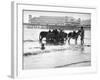 Donkeys in Sea-null-Framed Photographic Print