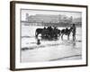 Donkeys in Sea-null-Framed Photographic Print