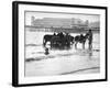 Donkeys in Sea-null-Framed Photographic Print