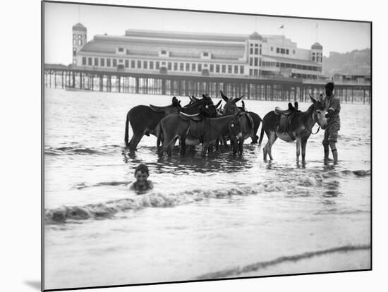 Donkeys in Sea-null-Mounted Photographic Print