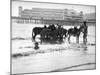 Donkeys in Sea-null-Mounted Photographic Print