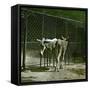Donkeys in the Jardin Des Plantes, Paris (Vth Arrondissement), Circa 1890-1895-Leon, Levy et Fils-Framed Stretched Canvas