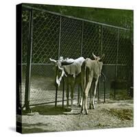 Donkeys in the Jardin Des Plantes, Paris (Vth Arrondissement), Circa 1890-1895-Leon, Levy et Fils-Stretched Canvas