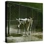Donkeys in the Jardin Des Plantes, Paris (Vth Arrondissement), Circa 1890-1895-Leon, Levy et Fils-Stretched Canvas
