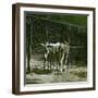 Donkeys in the Jardin Des Plantes, Paris (Vth Arrondissement), Circa 1890-1895-Leon, Levy et Fils-Framed Photographic Print