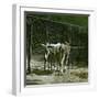 Donkeys in the Jardin Des Plantes, Paris (Vth Arrondissement), Circa 1890-1895-Leon, Levy et Fils-Framed Photographic Print