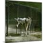 Donkeys in the Jardin Des Plantes, Paris (Vth Arrondissement), Circa 1890-1895-Leon, Levy et Fils-Mounted Photographic Print