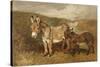 Donkeys out on the Moor, C.1890 (Oil on Canvas)-John Emms-Stretched Canvas