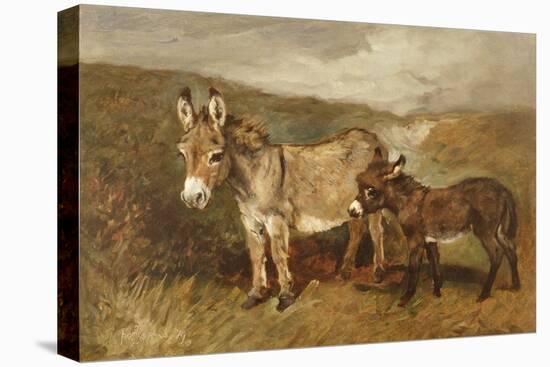 Donkeys out on the Moor, C.1890 (Oil on Canvas)-John Emms-Stretched Canvas