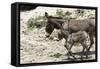 Donkeys with Foal-null-Framed Stretched Canvas