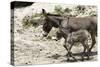 Donkeys with Foal-null-Stretched Canvas