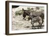 Donkeys with Foal-null-Framed Photographic Print